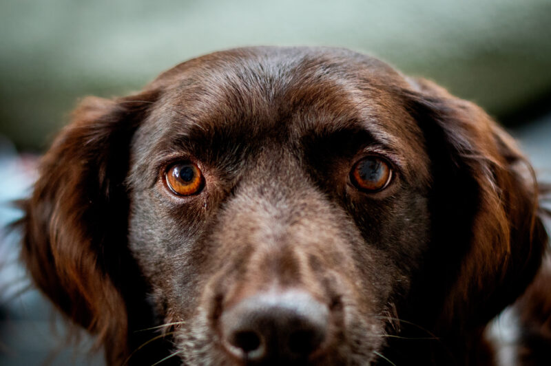 Séance photo animalière portrait chien