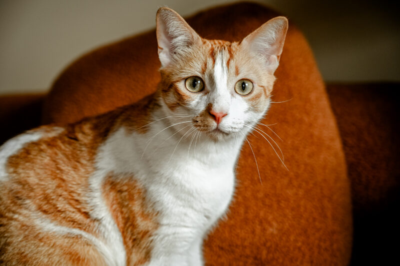 Regard chat coloré - Laura évasion photographie