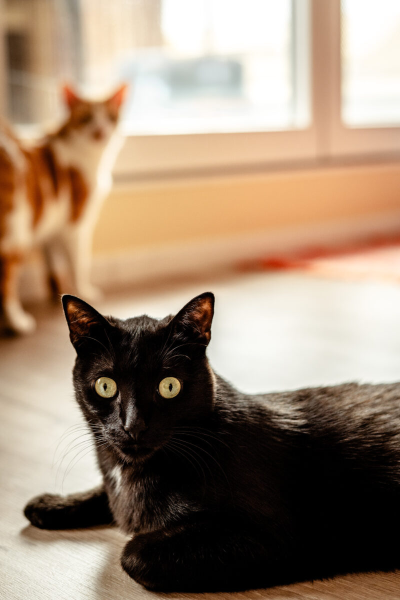 Chat noir devant la fenêtre avec son compagnon de jeu - Laura évasion photographie