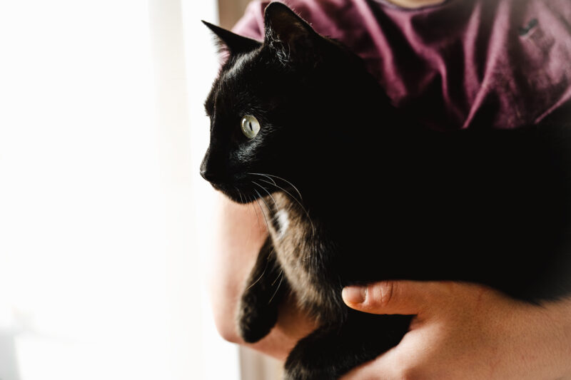 Chat noir devant la fenêtre- Laura évasion photographie