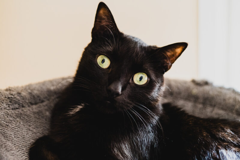 Regard Chat noir - Laura évasion photographie