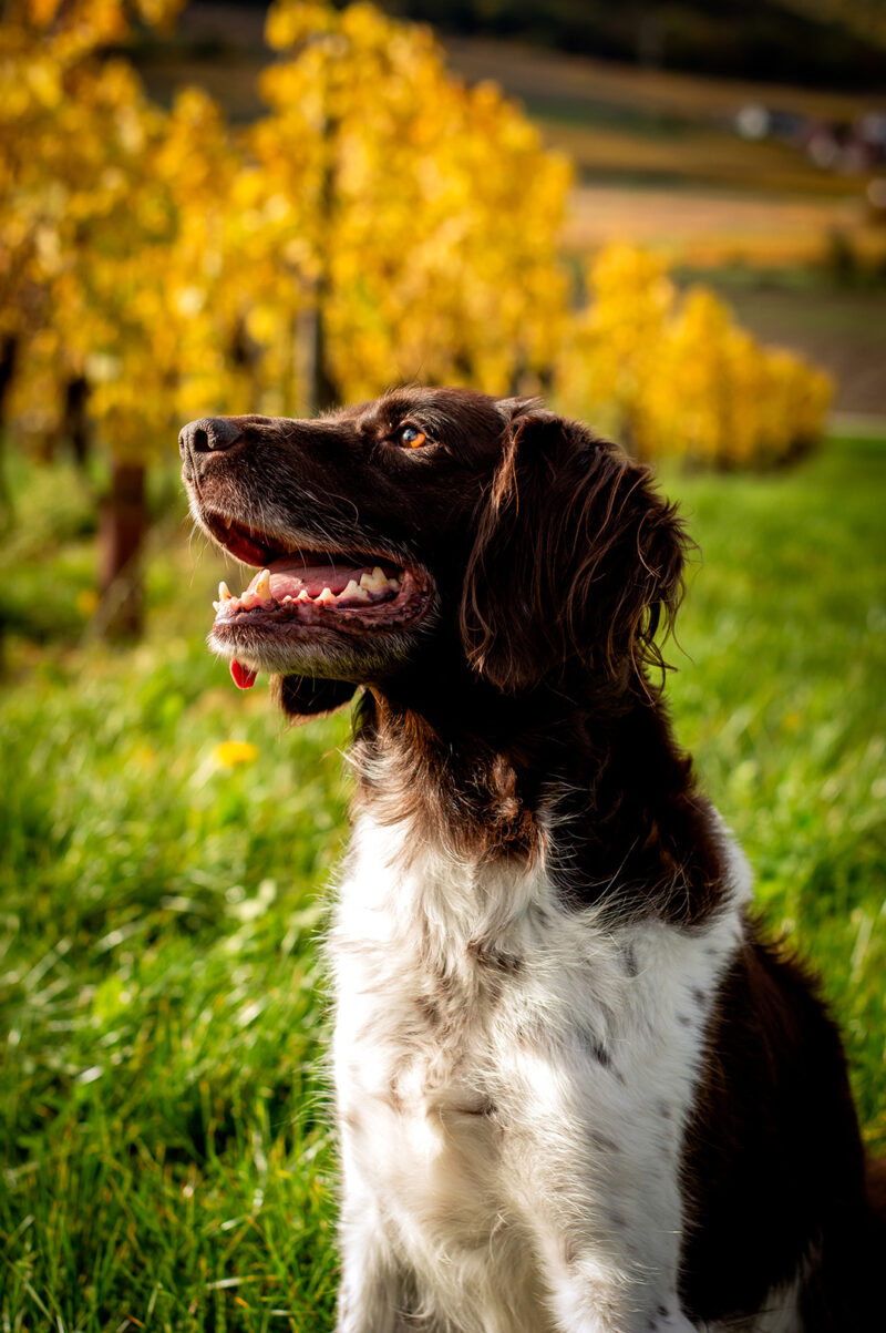 Séance photo animalière chien dans les vignes