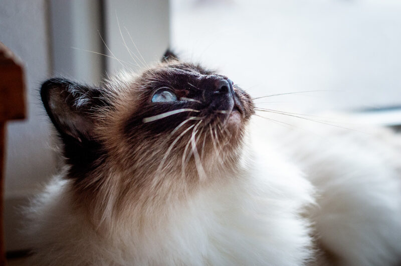 Séance animalière chat photo intérieure