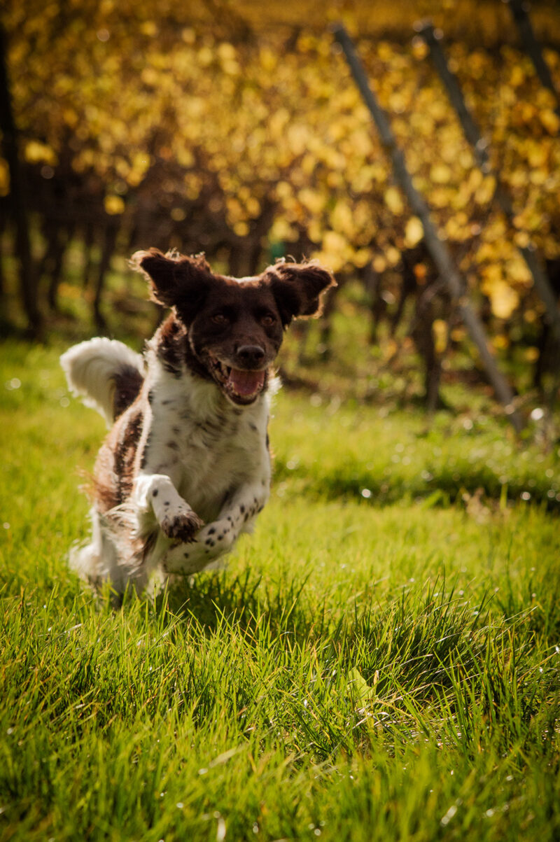 Séance photo animalière chien dans les vignes course